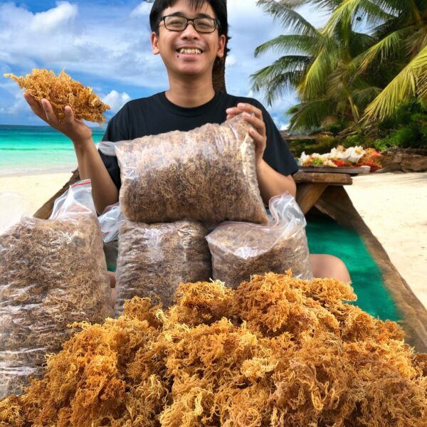 Dry Sea Moss Wholesale – Gold & Purple Sea Moss Bulk from Vietnam - Image 2