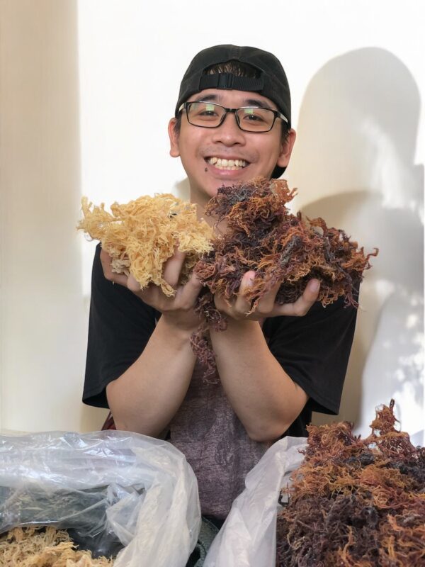 Dry Sea Moss Wholesale – Gold & Purple Sea Moss Bulk from Vietnam - Image 3