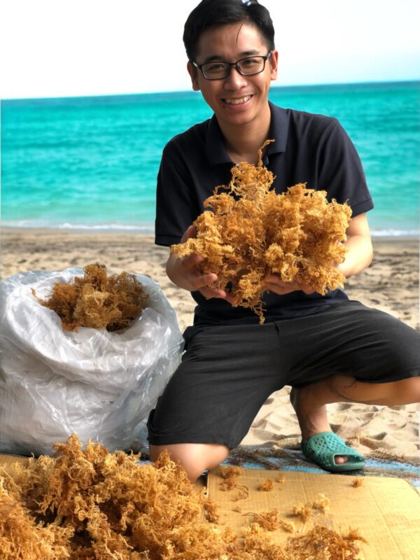 Dry Sea Moss Wholesale – Gold & Purple Sea Moss Bulk from Vietnam - Image 4
