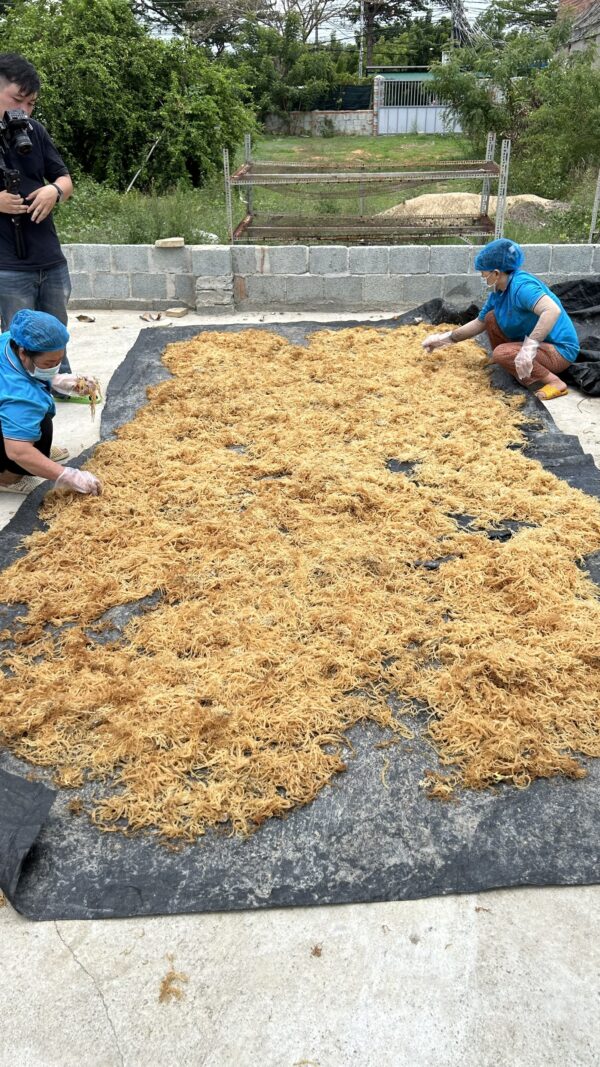 Dry Sea Moss Wholesale – Gold & Purple Sea Moss Bulk from Vietnam - Image 5