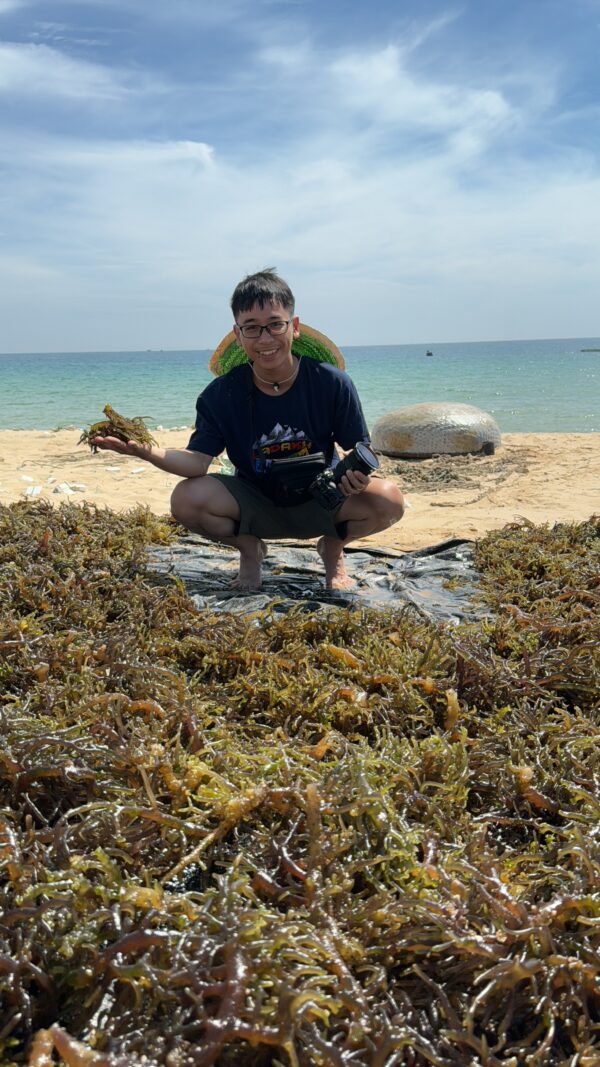 Dry Sea Moss Wholesale – Gold & Purple Sea Moss Bulk from Vietnam - Image 6
